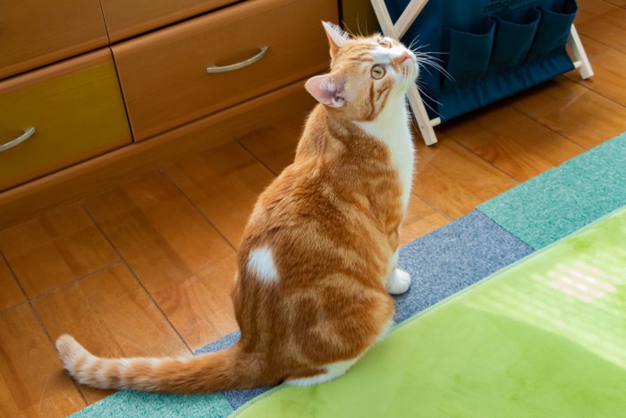 座って上を見る猫