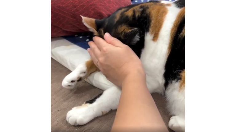 寝ている猫