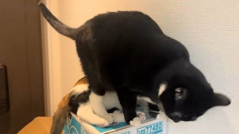 三毛猫の上に座ろうとする猫