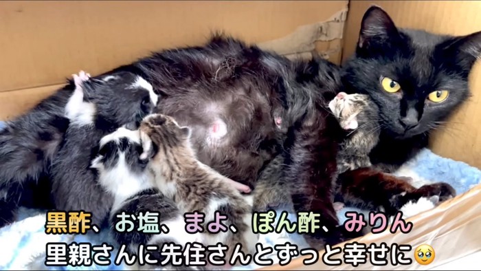 母猫と子猫