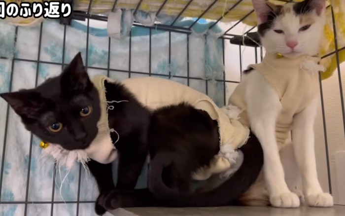 警戒する猫