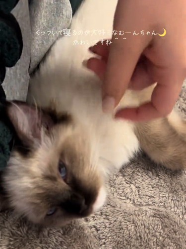 なでられる子猫