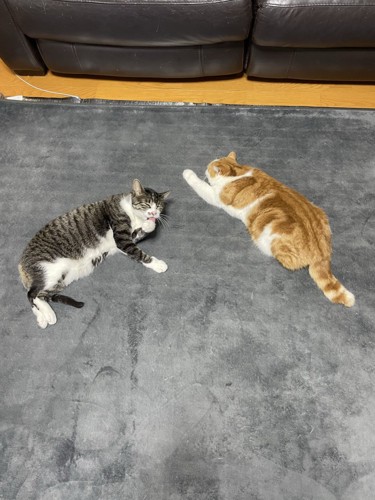 「ハ」の形で寝る猫