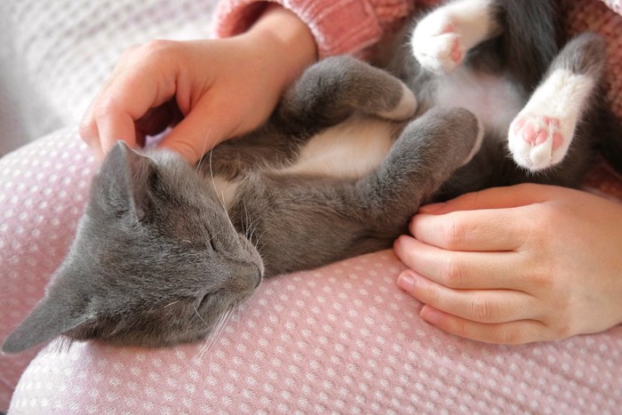 膝の上で寝る猫