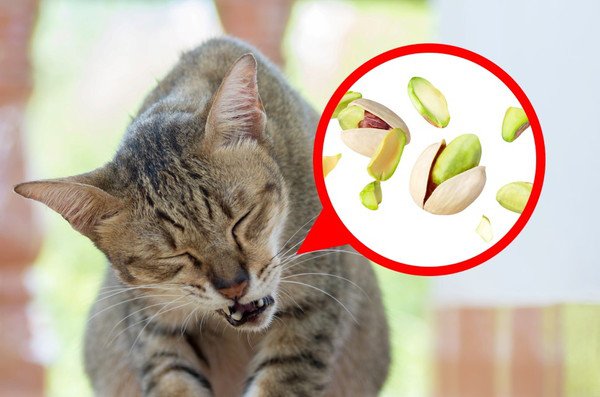 猫がピスタチオを食べしまったときの対処法