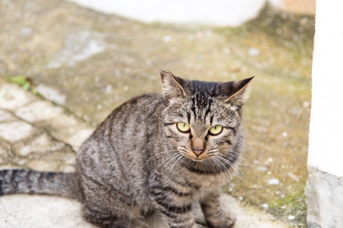 イカ耳で上目遣いの猫