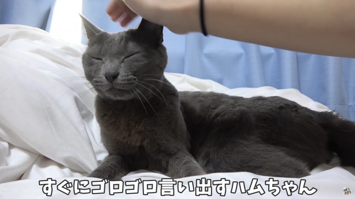 目を瞑る猫と人間の手