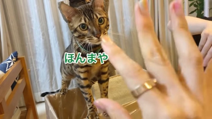 人の手を見る猫