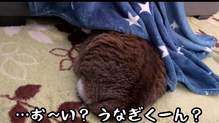 隠れている猫