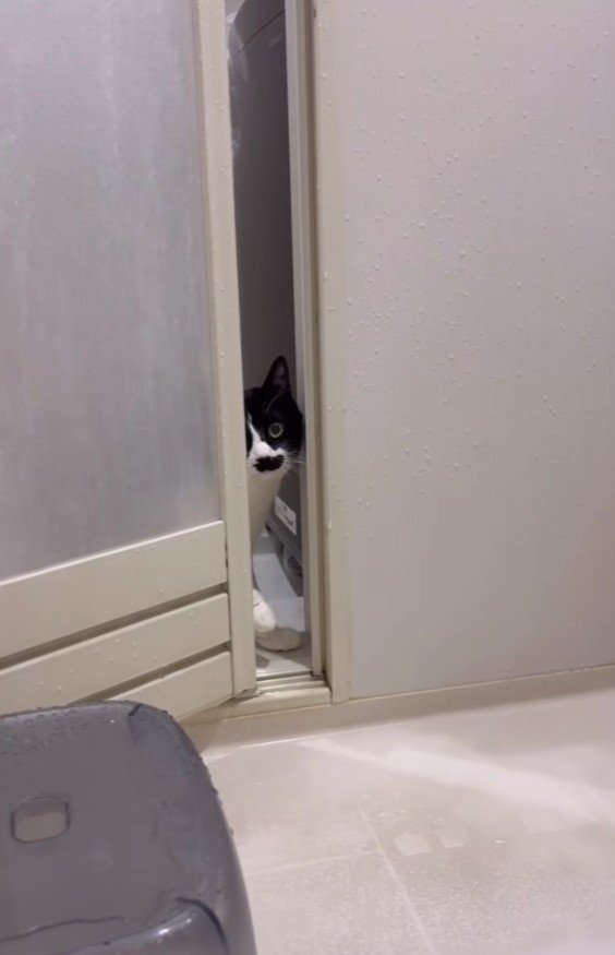 おふろ場に入ってくる猫