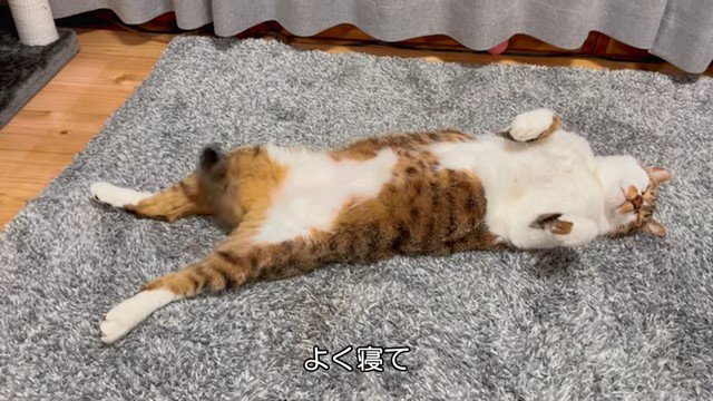 仰向けで寝る猫