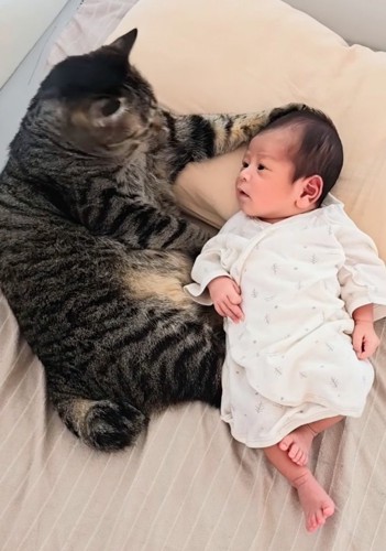 毛繕いする猫