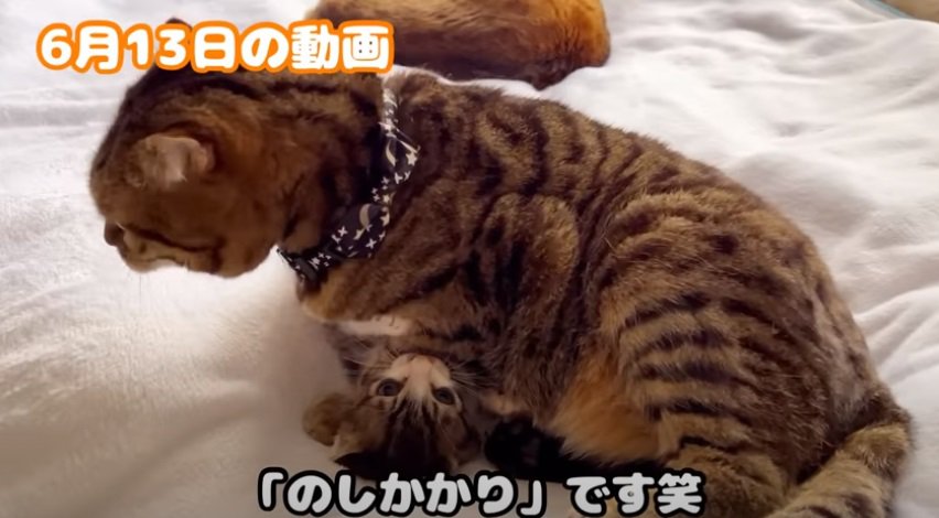 子猫にのしかかる成猫