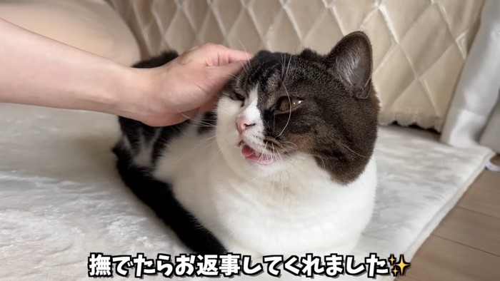 頭をなでられる猫