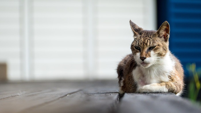 木の床で伏せている老いた猫