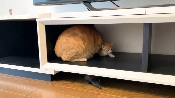 取り押さえ