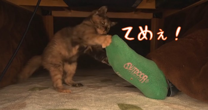 てめぇ！の文字と子猫