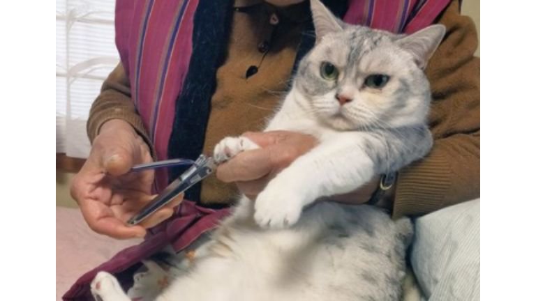 爪切りされている猫