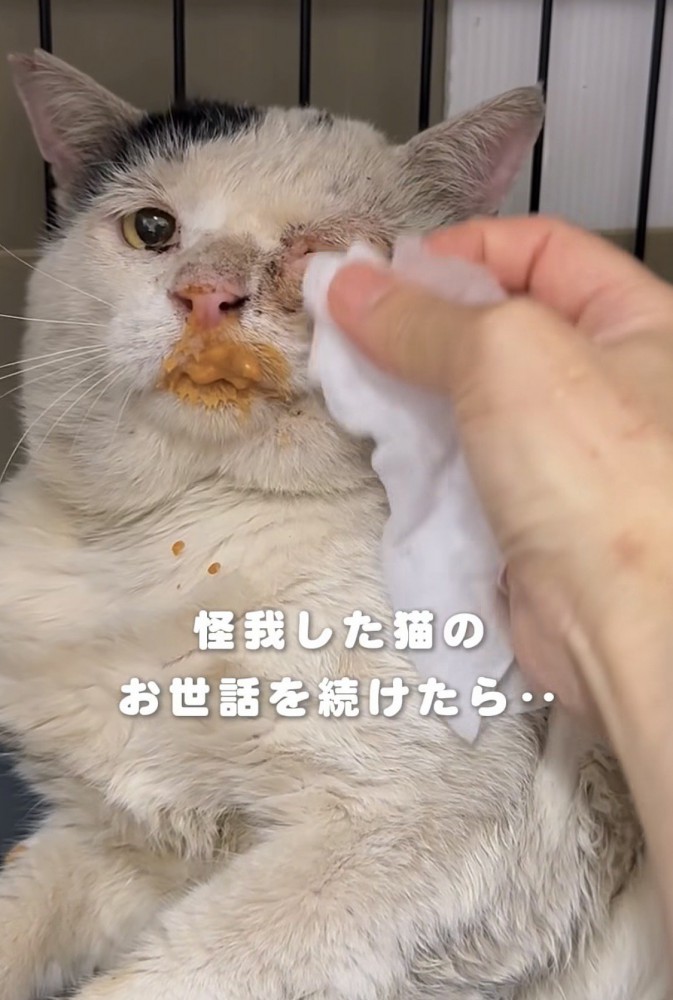 目を拭いてもらう猫