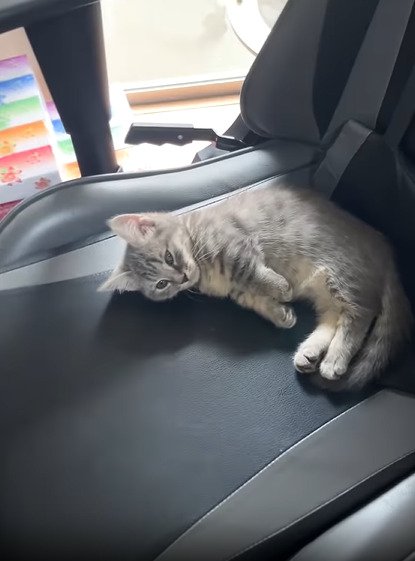 イスの上に寝る子猫