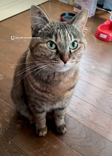 見つめる猫