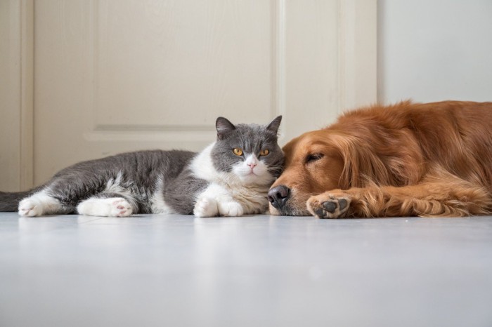 寝ている犬に寄り添う猫