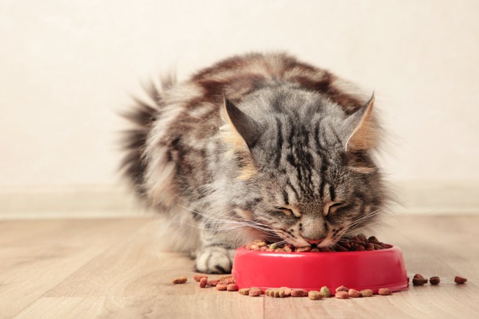 ご飯を食べる猫