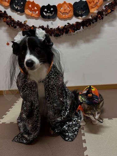 衣装を着る犬と猫