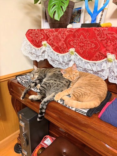 ピアノの上で寝る2匹の猫