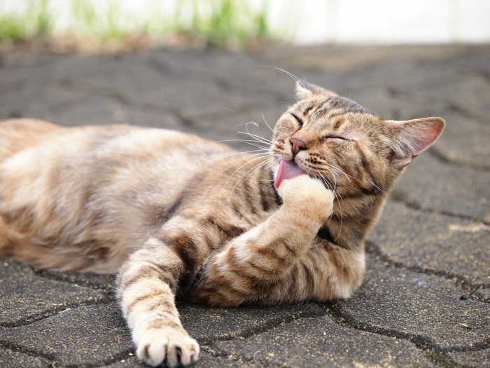 毛づくろいをする野良猫の写真