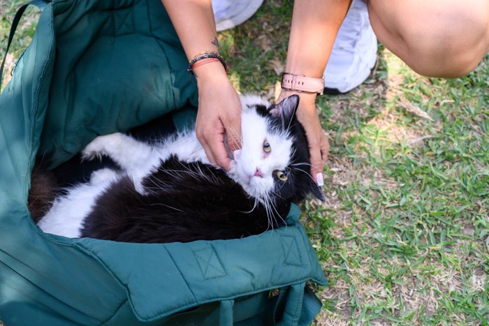 女性になでられる白黒猫