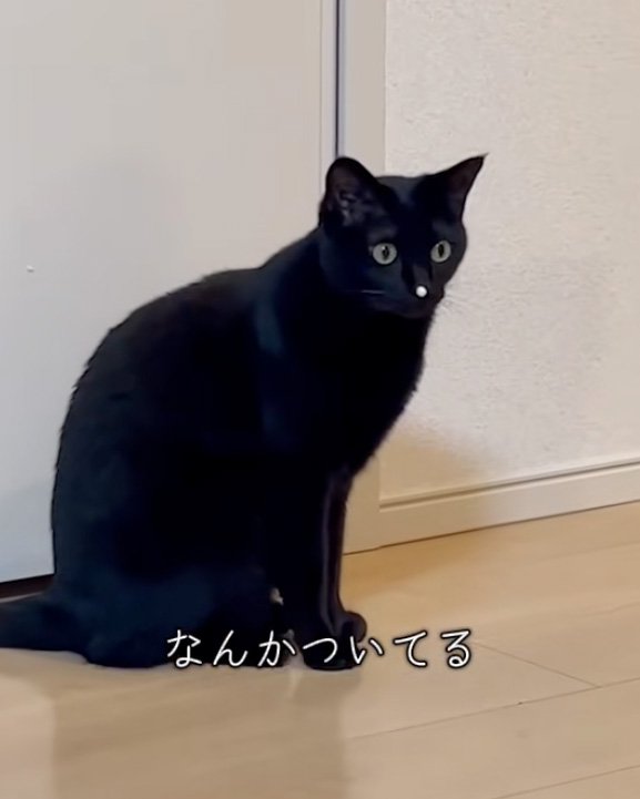 見つめる猫