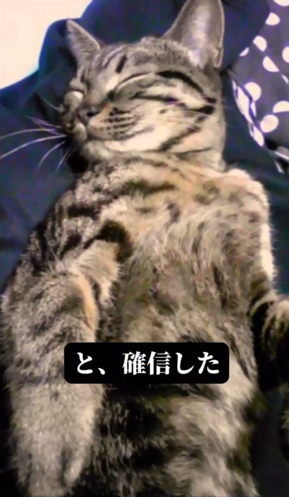 飼い主さんの足の上で寝る猫