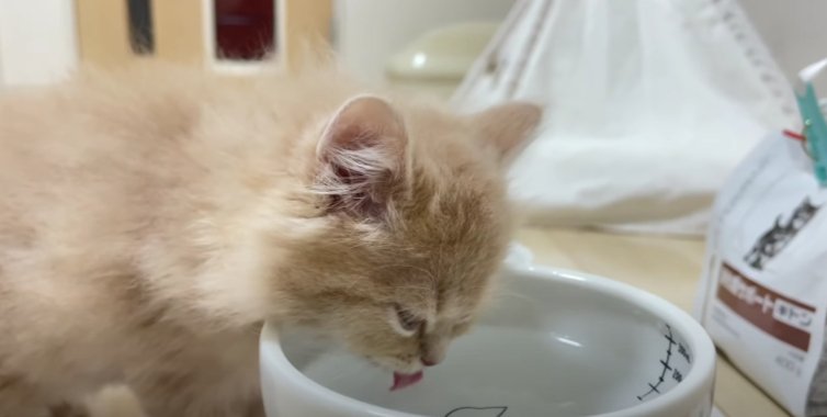 お水飲む猫