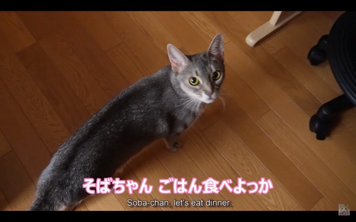 見上げる猫