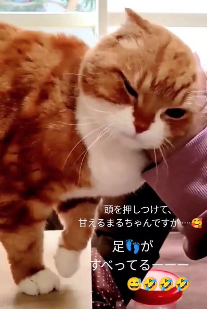 人の手に頭を押し付ける猫