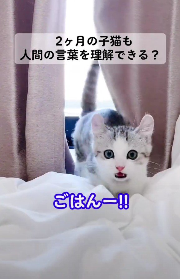 こちらへ向かってくるレビンちゃん%「ごはーん!」って言ってるみたい?
