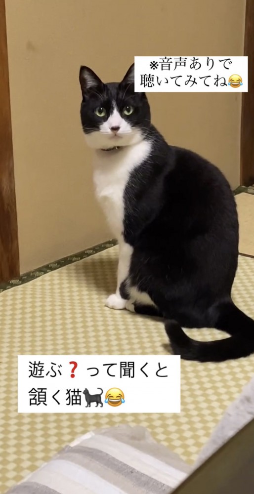 こちらを見ているイチちゃん