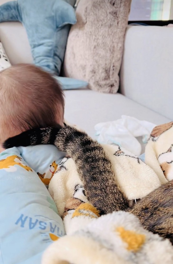 赤ちゃんを尻尾であやすキジトラ猫