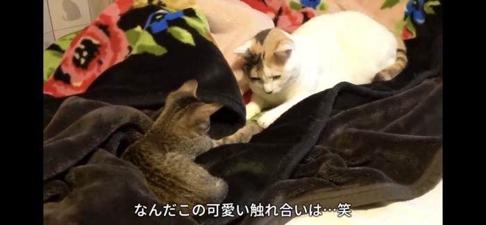 手を触り合う猫たち