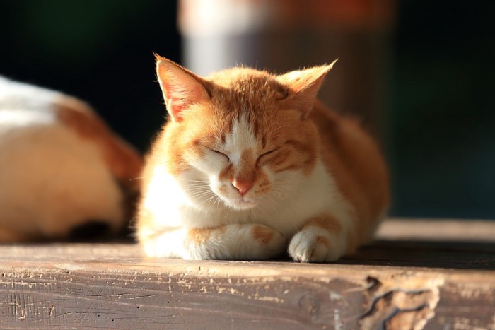 くつろぐ野良猫