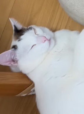 床で眠る猫の寝顔