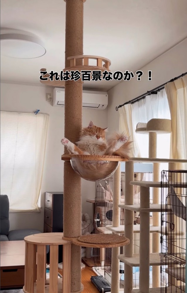 ボウルで眠る猫