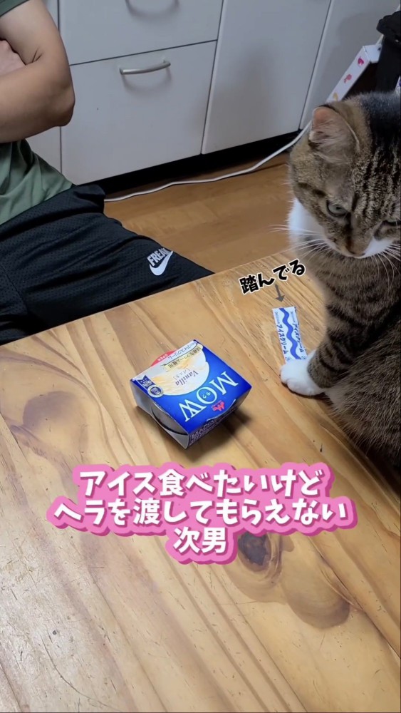 テーブルに乗る猫