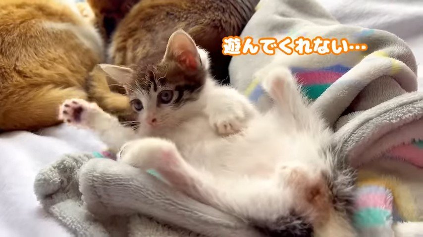 仰向けになる子猫