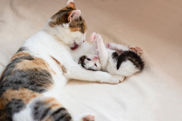 子猫の面倒を見る母猫