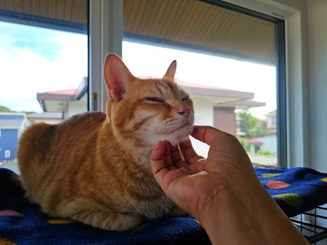 心地よさそうにしている猫