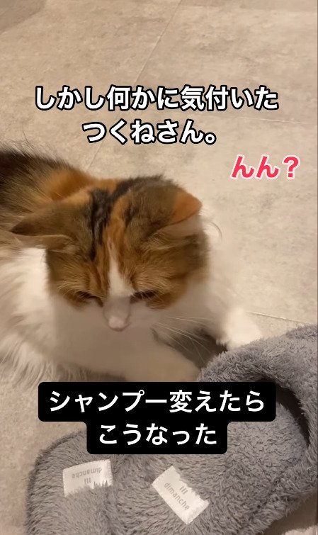 不審に思い始める猫