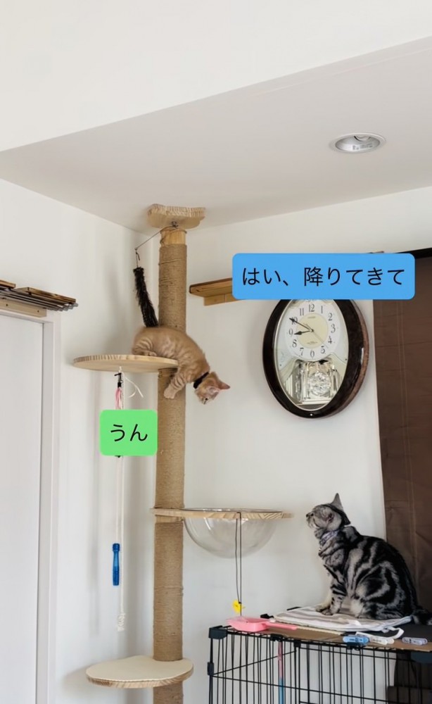キャットタワーを下りる子猫を見守るアメリカンショートヘア