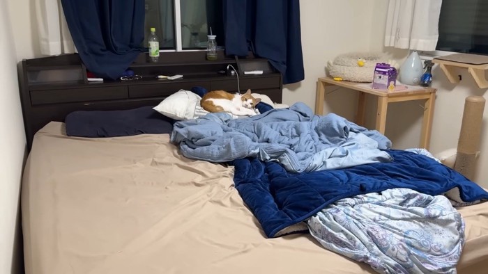 枕に乗るチップくん